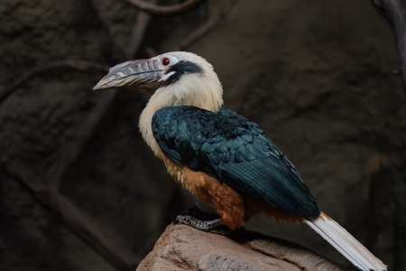 A rufous-necked hornbill is perched on a brown rock against a dark background. The bird's plumage is mostly dark blue-green, with a buff-colored neck and chest, and a long, white tail. Its large, curved beak is visible.の写真素材