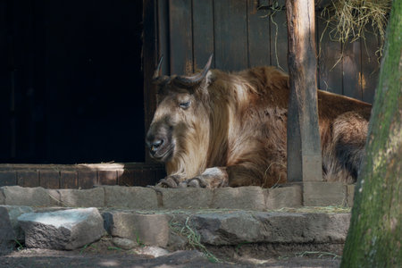 A brown takin rests on a stone ledge near a wooden structure. Its thick fur and short horns are visible. Hay is present nearby. The scene is dimly lit, creating a natural, subdued atmosphere.の写真素材