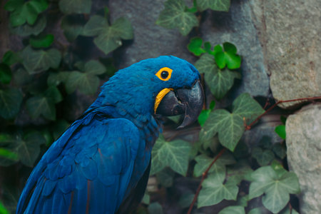 Close-up view of a vibrant blue hyacinth macaw, perched against a backdrop of dark green ivy growing on a stone wall. The macaw's bright yellow eye ring and black beak are prominent features. The image is sharply focused on the bird.の写真素材