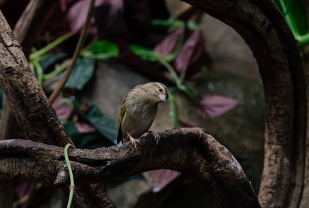 A small, grayish-brown bird perches on a dark brown, gnarled branch. The bird's plumage is muted, and it's positioned slightly off-center in the frame. The background is blurred, showing dark foliage.の写真素材