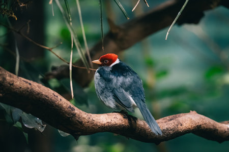 A red-crested cardinal perched on a tree branch. The bird is presumably gray and blue, with a vibrant red crest. The background is blurred, showcasing green foliage.の写真素材