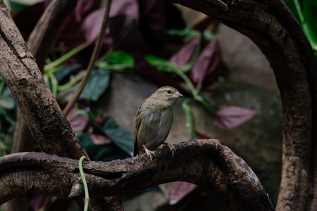 A small, grayish-brown bird perches on a dark brown, gnarled branch. The background features blurred greenery and dark foliage. The image is sharply focused on the bird and branch.の写真素材