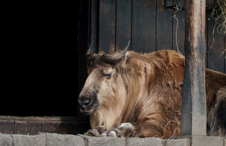 A brown takin rests its head near a dark wooden enclosure. Its thick, shaggy coat is prominent, and its horns curve slightly outward. The animal appears calm and possibly asleep.の写真素材