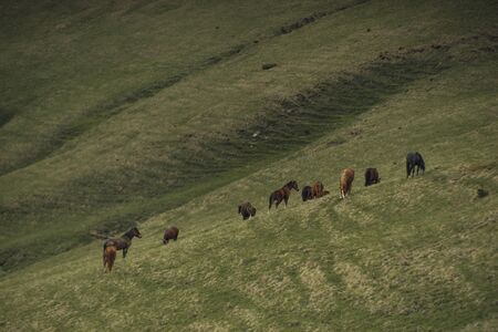 Beautiful chestnut horses on a farm in Karpatyan at sunsetの写真素材