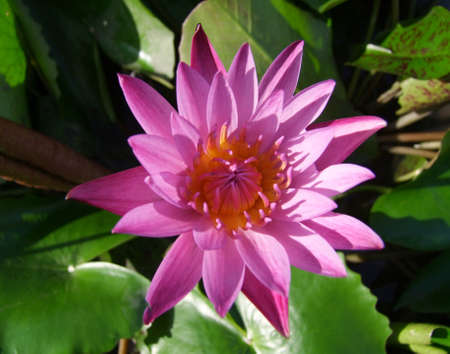 Pink Lotusの写真素材