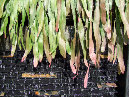 Waterfall on a stone wall  and plantの写真素材