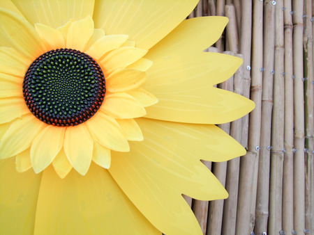 Yellow flower on wood wallの写真素材