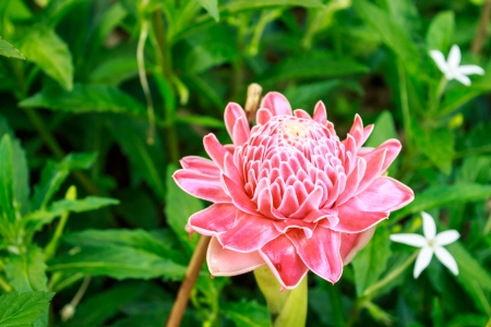 Torch Ginger Flower closed up shotの写真素材