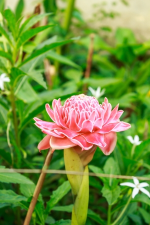 Torch Ginger Flower closed up shotの写真素材
