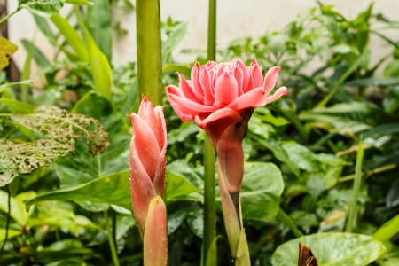 Torch Ginger Flower closed up shotの写真素材