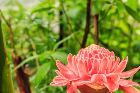 Torch Ginger Flower closed up shotの写真素材