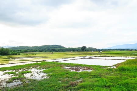uncompleted rice field  in Thailandの写真素材