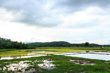 uncompleted rice field  in Thailandの写真素材