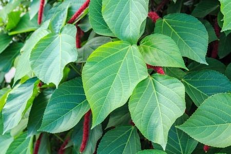 Chenille plant or red hot cat's tailの写真素材