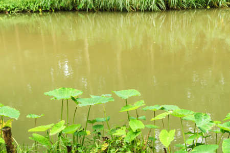 Caladium growing near the swampの写真素材