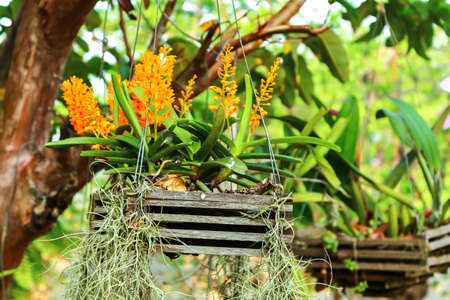 Close-up of yellow orchidsの写真素材