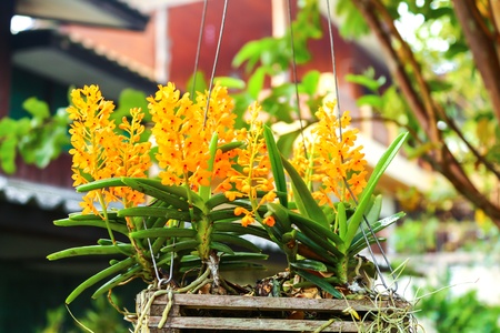 Close-up of yellow orchidsの写真素材