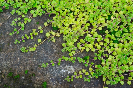 million hearts tree or dischidia ruscifolia is an epiphytic plant native to the south east asiaの写真素材