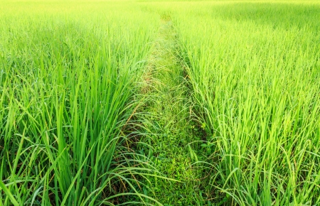 Asian landscape, rice fields from Thailand, Thailand is a major exporter in the world rice marketの写真素材