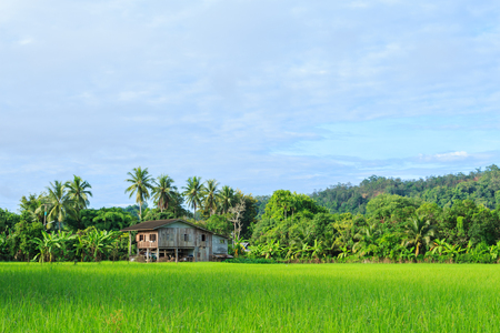Asian landscape, rice fields from Thailand, Thailand is a major exporter in the world rice marketの写真素材