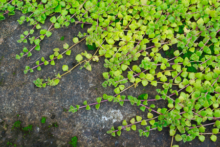 million hearts tree or dischidia ruscifolia is an epiphytic plant native to the south east asiaの写真素材