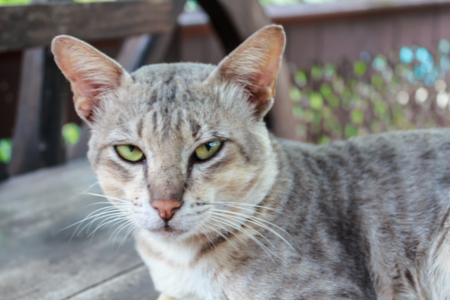 Close-up of handsome cat faceの写真素材