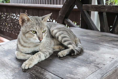 Close-up of handsome cat faceの写真素材