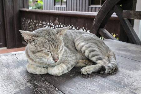 Close-up of handsome cat faceの写真素材
