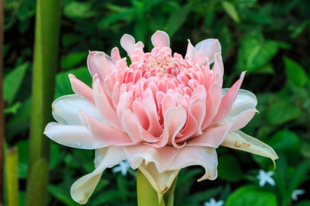 Torch Ginger Flower closed up shotの写真素材