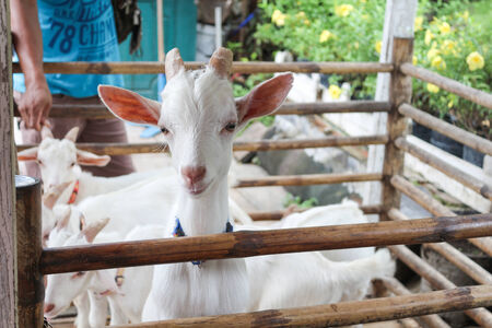 a white goat in the wooden fenceの写真素材