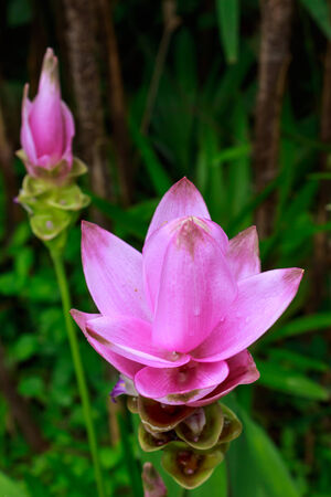 Pink Siam tulip flower  is a tropical plant native to northern Thailandの写真素材