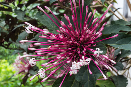Close up of white and pink Quezonla flowerの写真素材