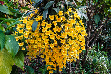 Dendrobium lindleyi is wild orchid in thailandの写真素材