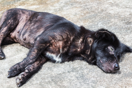 The dog skin disease sarcoptic mangeの写真素材