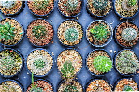 Many type of cactus from top viewの写真素材