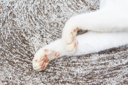Close up of cat feetの写真素材