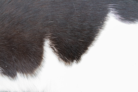 black and white cat skinの写真素材