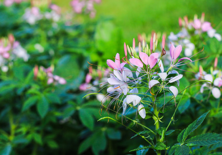 Pink and white Spider flower or Cleome hassleriana in the garden (shallow depth of field)の写真素材