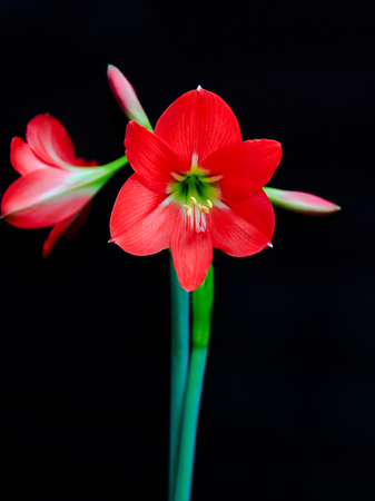 blooming amaryllis isolated on black backgroundの写真素材