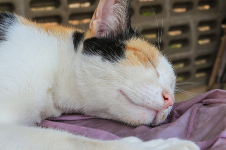Beautiful Calico cat is sleepingの写真素材