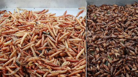 fry bug and worm