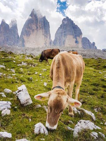Landscape of sunny view of the Dolomites. Summer in the bucolic paradise of south tyrol, cow under the Lavaredo mountainsの写真素材
