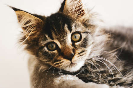 Portrait of an adorable furry kitten, lovingly relaxing at home in the warmth on his pillow.の写真素材