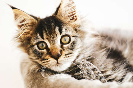 Portrait of an adorable furry kitten, lovingly relaxing at home in the warmth on his pillow.の写真素材