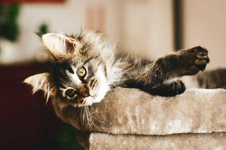 Portrait of an adorable furry kitten, lovingly relaxing at home in the warmth on his pillow.の写真素材
