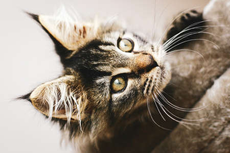 Portrait of an adorable furry kitten, lovingly relaxing at home in the warmth on his pillow.の写真素材