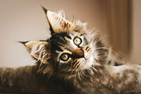 Portrait of an adorable furry kitten, lovingly relaxing at home in the warmth on his pillow.の写真素材