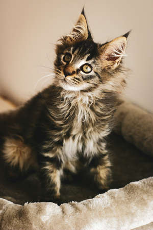 Portrait of an adorable furry kitten, lovingly relaxing at home in the warmth on his pillow.の写真素材