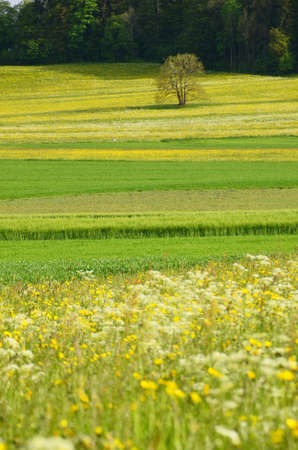 Spring meadows in the countryside, single tree in backgroundの写真素材