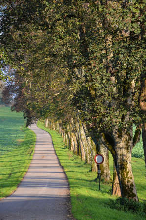 Avenue on the Swabian Alb in the evening sunの写真素材